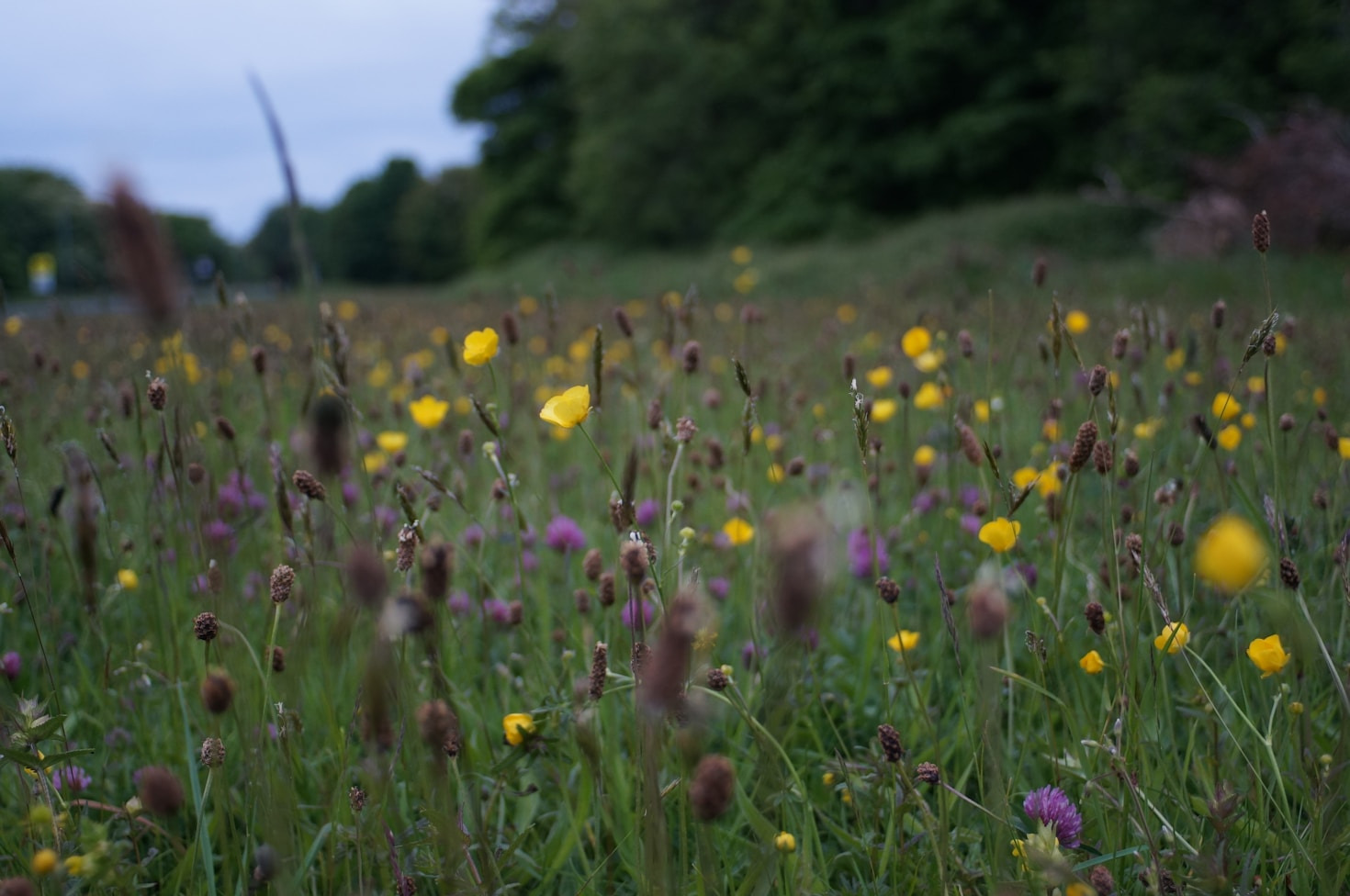 Biodiversiteit in Nederland: uitdagingen en kansen
